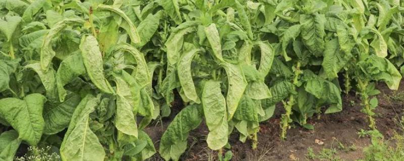 烟草种植与栽培技术，种植多久可以收获