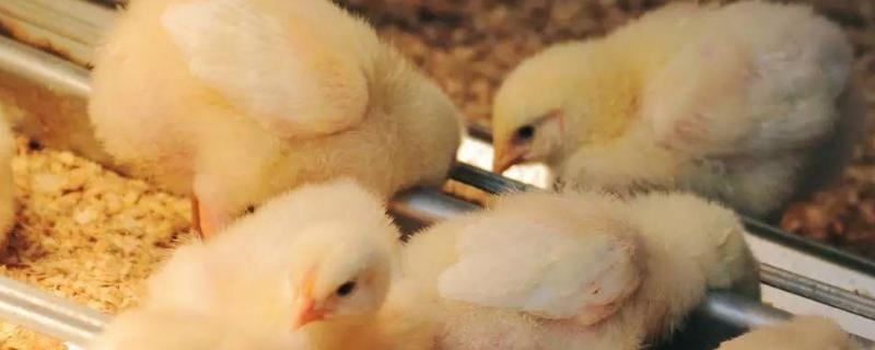 幼鸡怎么区分公鸡母鸡，如何保暖