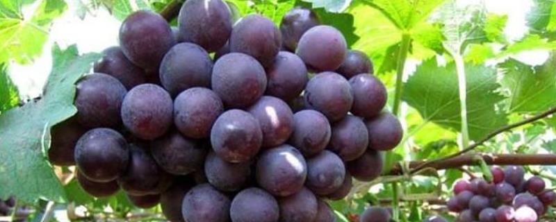 巨峰葡萄坐果新技术，巨峰葡萄几月份成熟上市