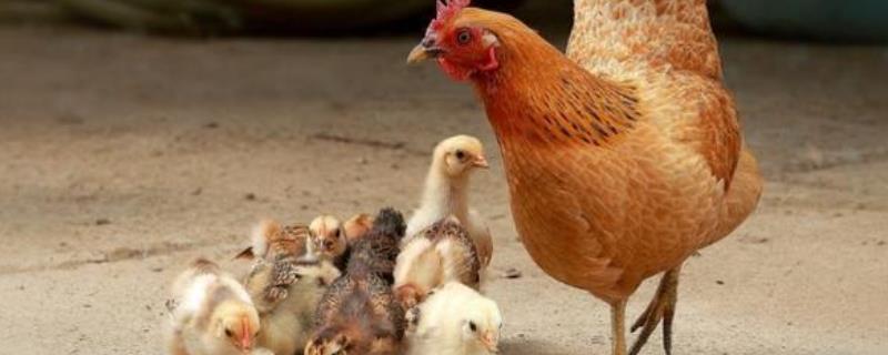 怎样让母鸡带其他小鸡，一般带多久会分开