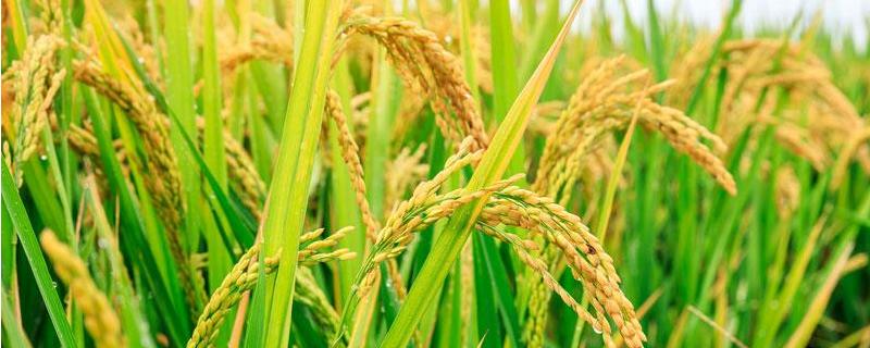 水稻立枯病的症状原因及防治方法