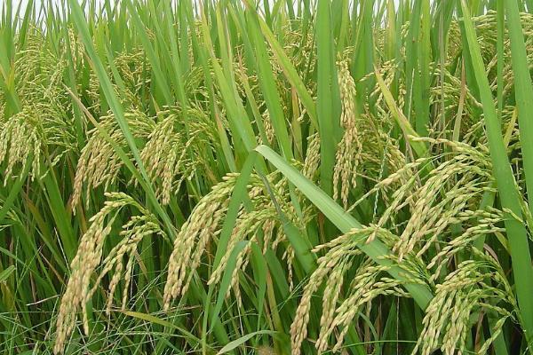 水稻的种类