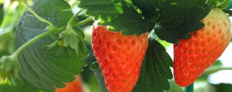 草莓的管理技术要点，草莓种植需要什么肥料