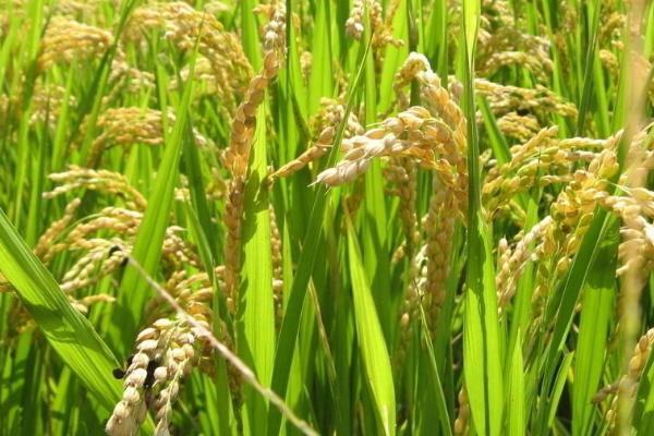 水稻立枯病的症状原因及防治方法