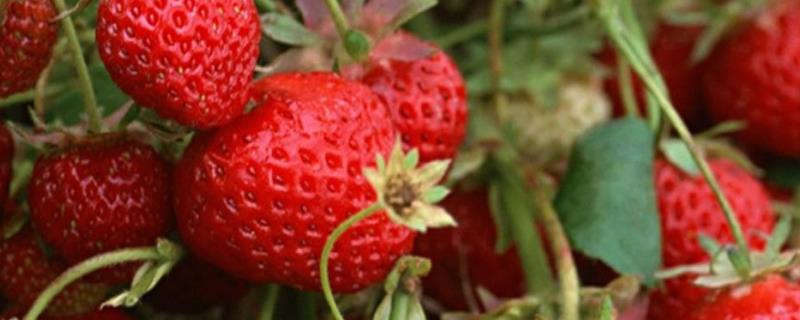 草莓生长习性，对生长环境有什么要求