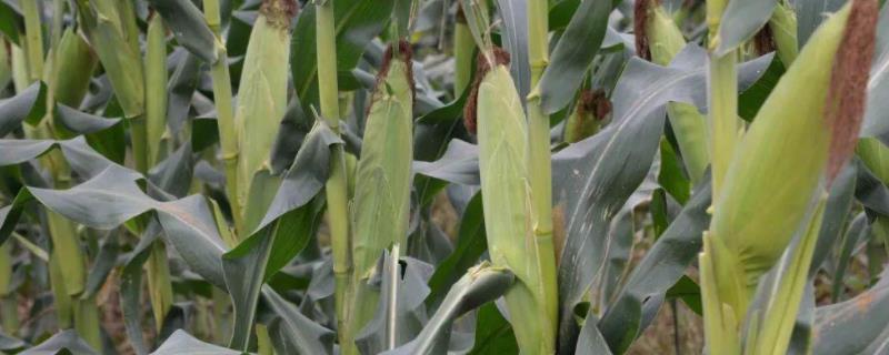 玉米宽窄行株距标准，附玉米的种植方法
