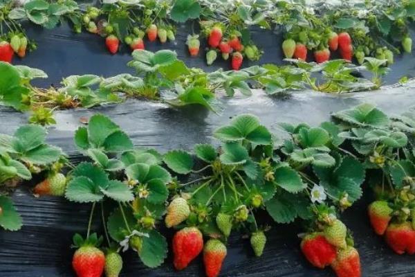 草莓种植技术，种植多久可以收获