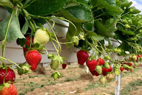 种植草莓的技术和日常管理方法