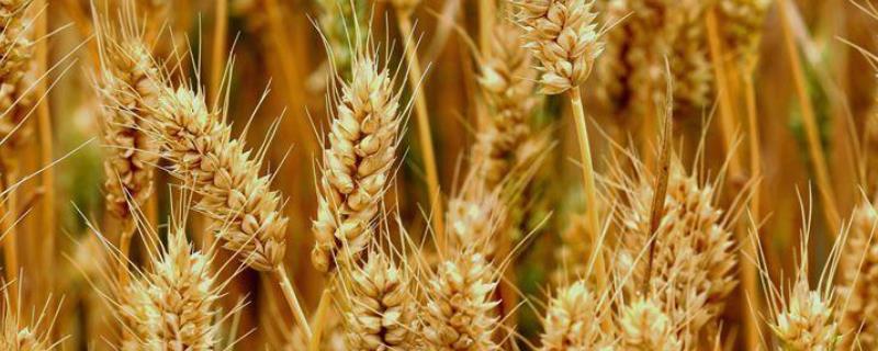 麦子倒了影响产量吗，是什么原因导致的