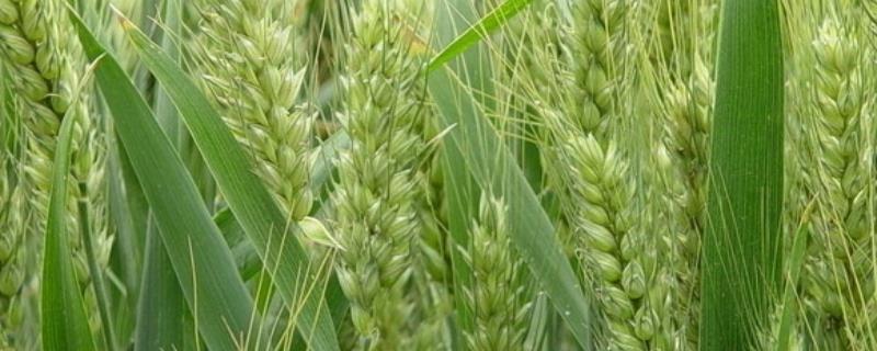麦子生长的五个阶段，生长周期是多少天