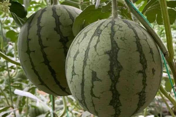 露地西瓜的种植方法和管理技术