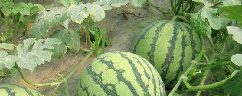 为什么种西瓜的土地不能再次种，种了以后几年才能再种