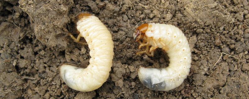 地蚕的危害与防治，地蚕是什么的幼虫