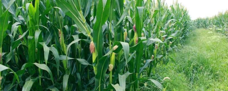 玉米田除草剂苞卫使用方法，除草剂能和杀虫剂混用吗