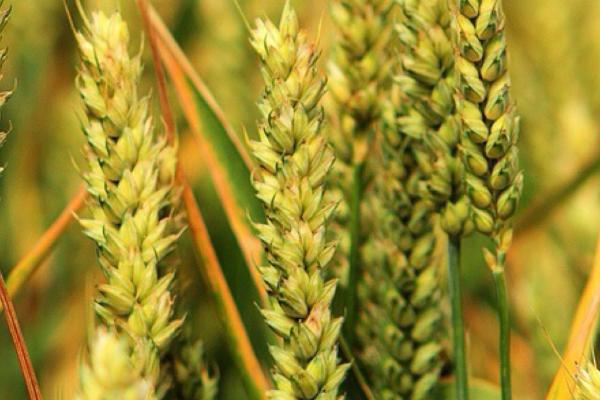 小麦高产新品种