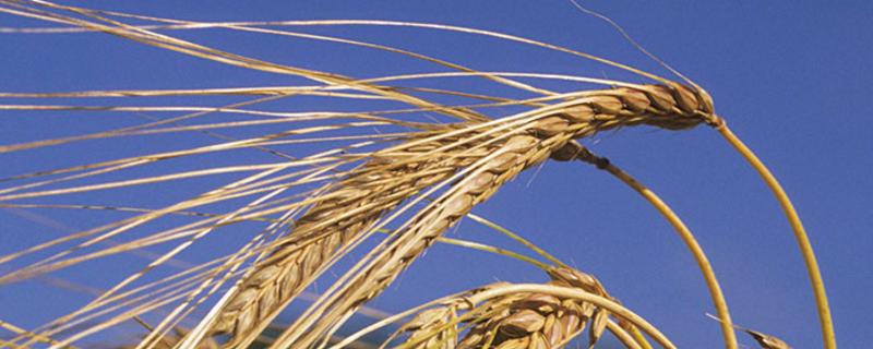 河南优质小麦品种介绍