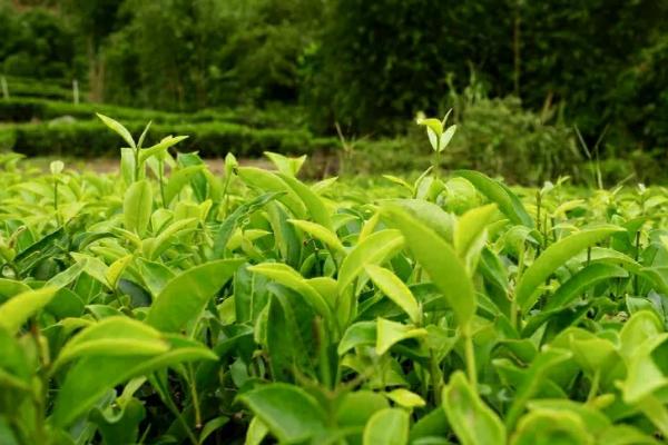 茶叶病虫害种类及防治