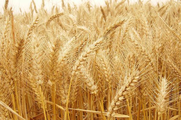 轮选988小麦品种