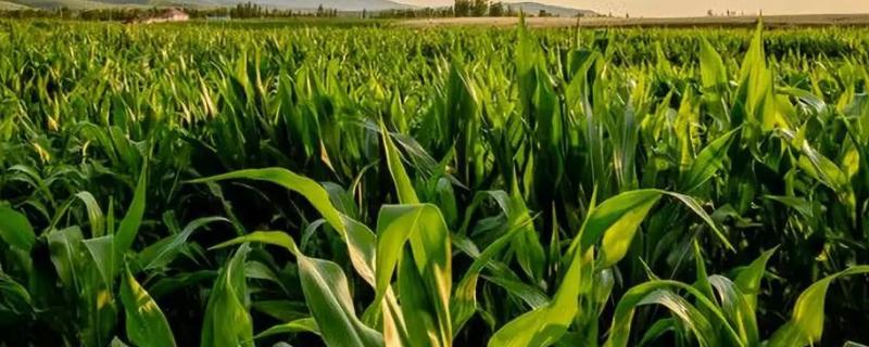 玉米除草剂药害，除草剂和杀虫剂能混用吗