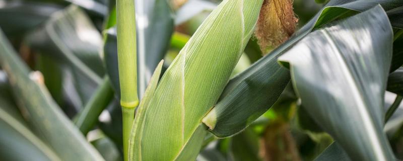 玉米结果期施什么肥，出现肥害怎么办