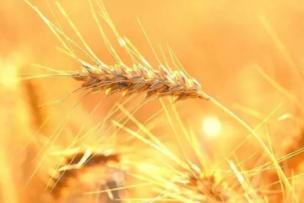 河南优质小麦品种介绍