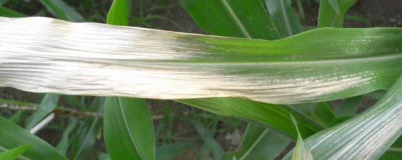玉米叶子发白是什么病，是什么原因导致的