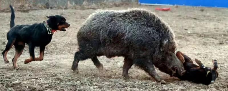 家猪是野猪驯化来的吗，家猪与野猪有什么区别