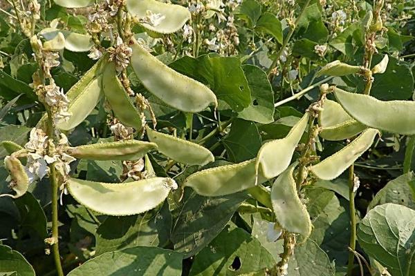 扁豆的种植方法和时间，附栽培技术要点
