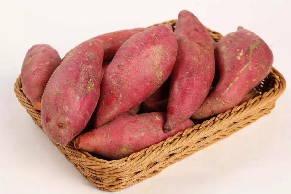 红薯栽培技术