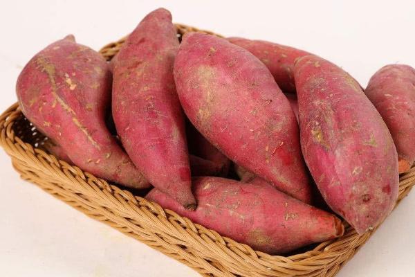 红薯高产栽培技术要点