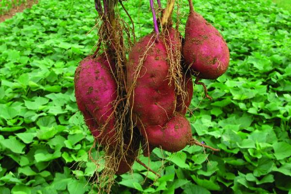 红薯高产栽培技术要点