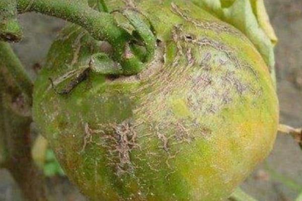 西红柿的各种病害图片及防治