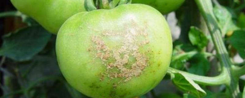 西红柿的各种病害图片及防治