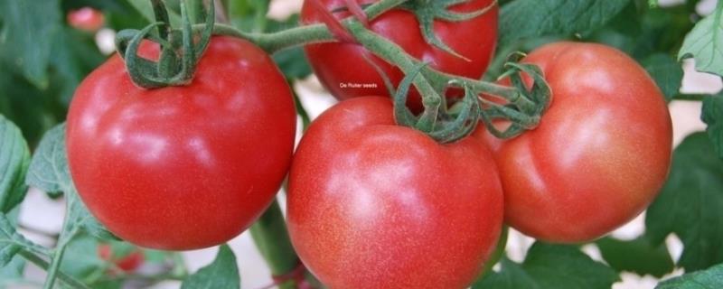 西红柿整枝打杈方法，需要注意哪几点