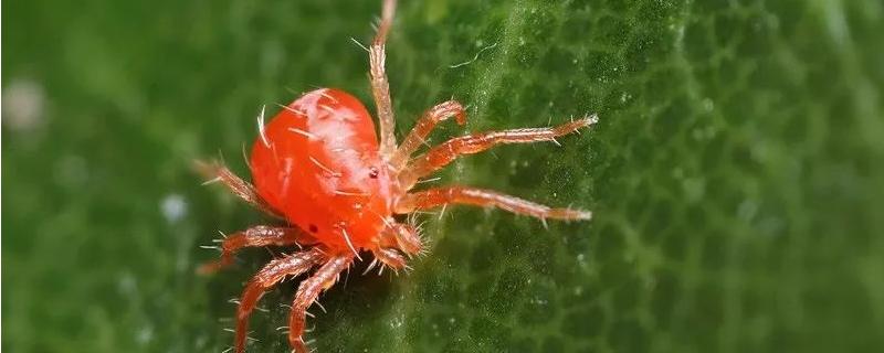 红蜘蛛症状图片