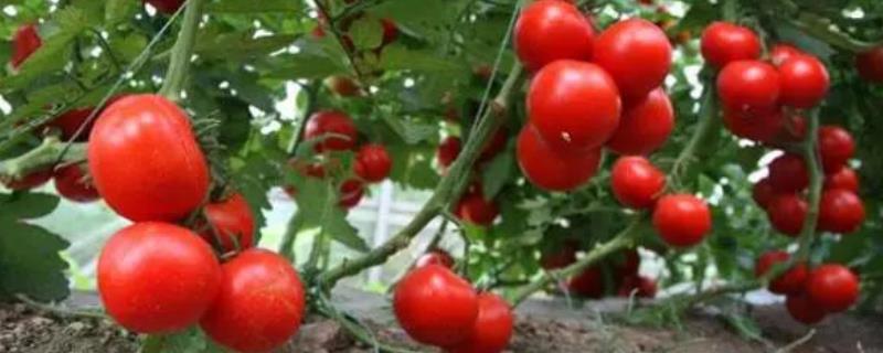 西红柿如何打顶和剪枝，打顶后还能长果吗