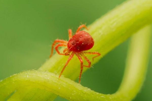 茄子红蜘蛛病害图片及防治