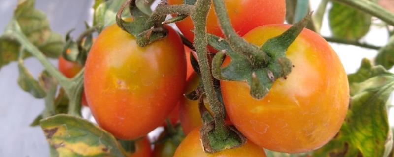 西红柿结果就烂打啥药，是什么原因导致的