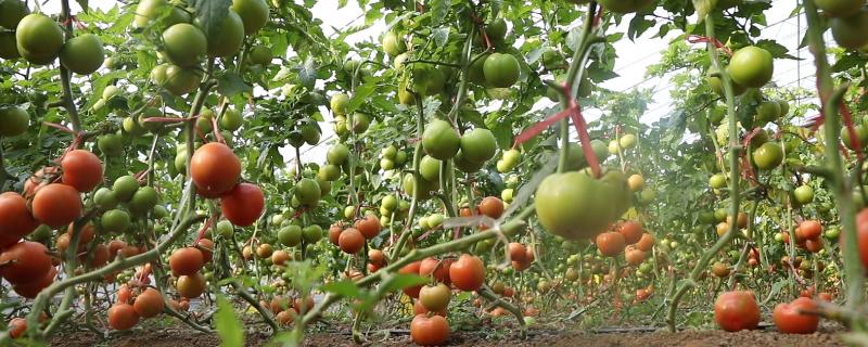 西红柿亩产，生长过程中需要哪些肥料