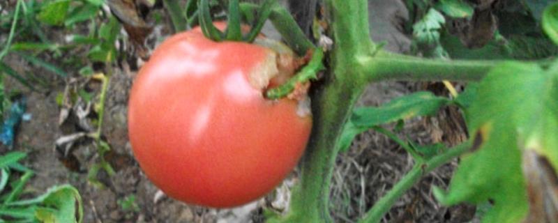 西红柿长虫子打什么药，还能吃吗