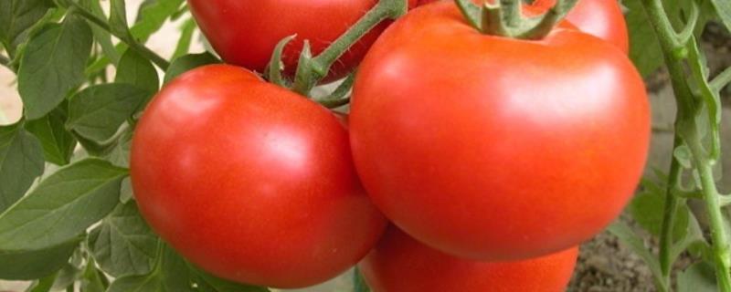 40度高温能种西红柿吗，附西红柿的种植方法