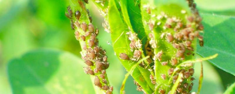 豆角蚜虫用什么土方法治，用什么农药好