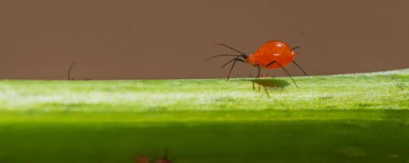 虱螨脲对蚜虫有效果吗，附虱螨脲的作用和使用方法