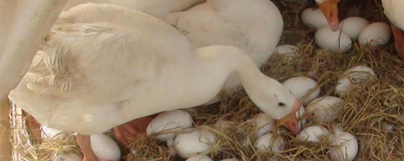 鹅会自己主动孵蛋吗，孵多久可以出小鹅