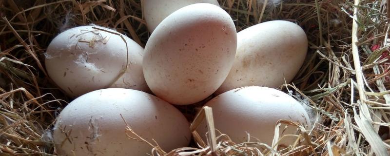 鹅蛋几天孵的出来小鹅，孵化温度和湿度是多少合适