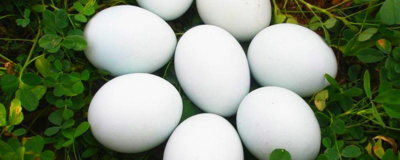 鹅蛋孵化多少天停止翻蛋，怎样人工孵化鹅蛋
