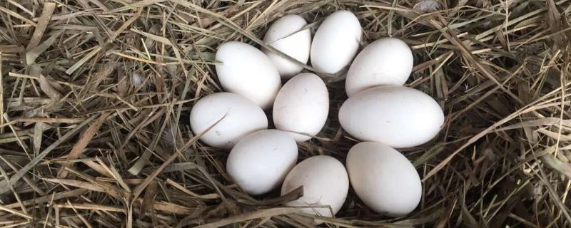 鹅孵化温度和湿度，孵蛋的过程需要多少天