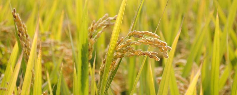 水稻心叶卷曲是什么病，如何防治，是什么原因导致的