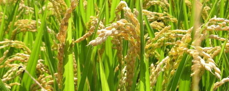 水稻绵腐病用什么药治疗，附症状