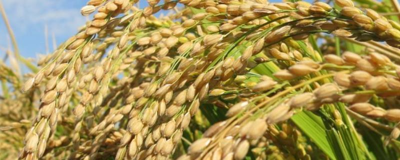 水稻穗肥最佳施肥时期，如何正确施肥